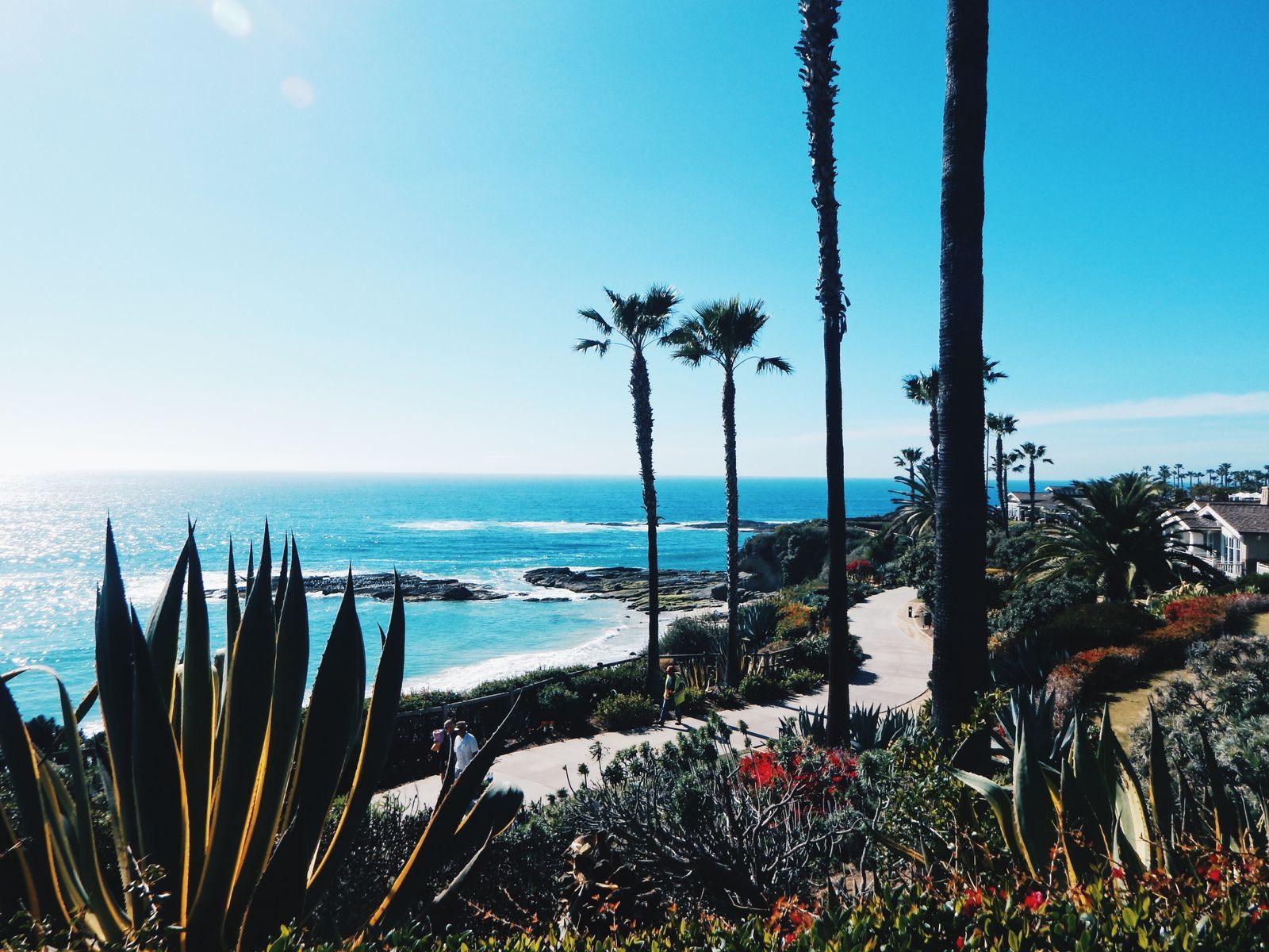 Palms and agave above the Pacific on the Southern California coast